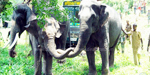 Tapcilip camp brought elephants captured in Tiruvannamalai