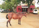 Vandaloor otteri: kavalnilaiyattai the right horse