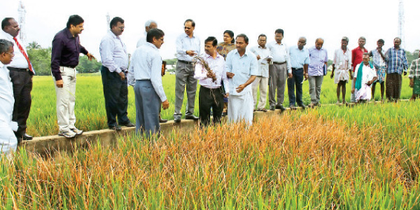 Delta districts of drought in the study