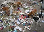 Ambattur 82 - street dogs to intimidate people on the ward
