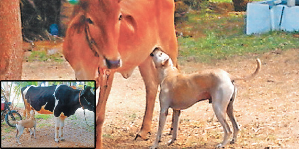 Calf to the 'no ball' random dog cows give milk: UDUMALPET near Surprise