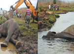 2 nalakacer female elephants rescue the trapped near Bhavanisagar