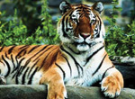 Tiger sanctuary will open : Regulation implementing