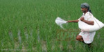 Fertilizer subsidy will be issued to the bank account: approval by the Union Cabinet