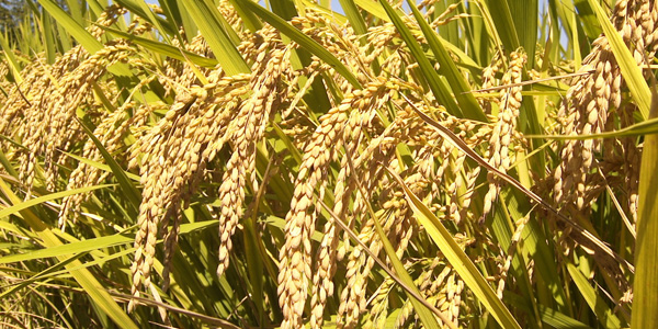 Suggest that a substantial amount of money to provide relief to the Central Committee to Top