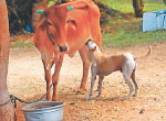 Calf to the 'no ball' random dog cows give milk: UDUMALPET near Surprise