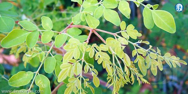 tamil news, tamil news paper, tamil newspaper, tamil evening news paper