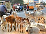 in Avadi, Ambattur  cows running away from road  cause accidents in the citie