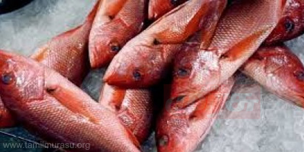 tamil news, tamil news paper, tamil newspaper, tamil evening news paper