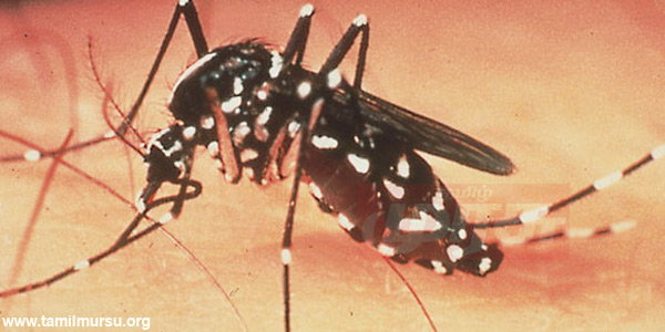 tamil news, tamil news paper, tamil newspaper, tamil evening news paper